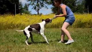 Amazing Dog Tricks by Morgan the English Pointer [upl. by Derinna456]