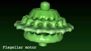 Flagellar motor [upl. by Kirven]