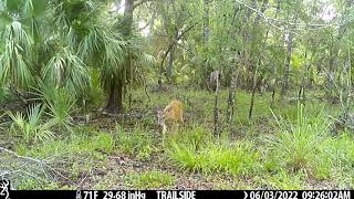 183 Bucks are still in velvet in this Florida WMA [upl. by Pippo]