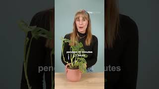 Arroser efficacement sa plante en pot [upl. by Oirromed618]