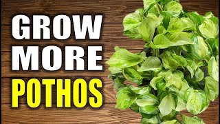 Best WAYS to Propagate Pothos [upl. by Alf]