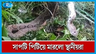 ভোলায় কৃষকের জালে বিষধর রাসেল ভাইপার  Snake  Rasel Viper  Rtv News [upl. by Dnalloh638]