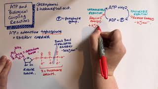 ATP and Biological coupling reactions [upl. by Gintz102]