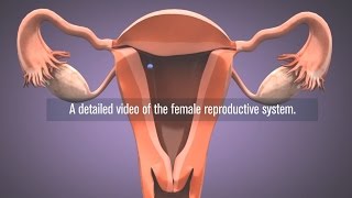 Medical  Female reproductive system in 3D [upl. by Rockey]