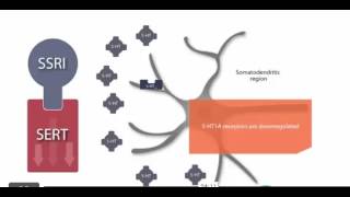 Theory for delayed effect of SSRI [upl. by Nemracledairam834]