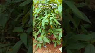 trending shorts plants वसाका के औषधीय गुण viralshort LoveOfNature अडूसा Malabarnut [upl. by Sanger371]