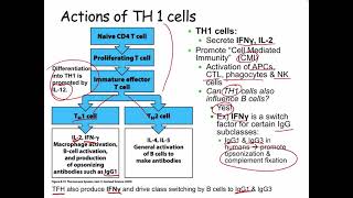 Lecture 18 Th1 T cells [upl. by Taber]