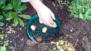 How to use bulb planting trays [upl. by Martella99]