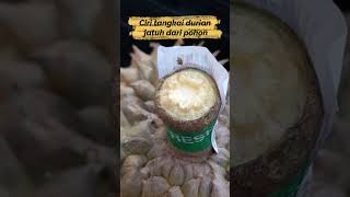 Perbedaan tangkai durian jatuh alami dan durian dipetik memakai pisau shorts durian kebundurian [upl. by Renat]