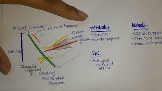 Temporomandibular Joint TMJ  Articular Surfaces LigamentsArticular discs [upl. by Rhoda409]