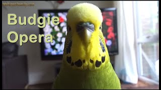 Budgie Singing Opera Song  Most Beautiful Chirping Singing and Talking [upl. by Aziar]