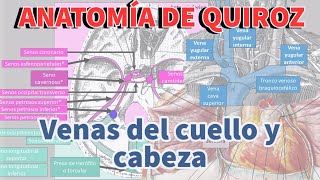 Venas del cuello y de la cabeza l Anatomía de Quiroz [upl. by Negroj515]