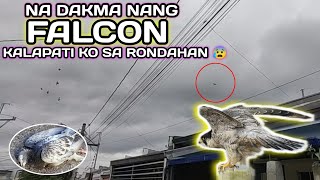 NA DAKMA NANG FALCON KALAPATI KO SA RONDAHAN😰 [upl. by Axe838]