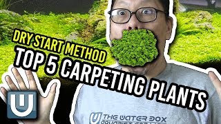 Best Aquarium Carpet Plants for The Dry Start Method [upl. by Schaab413]