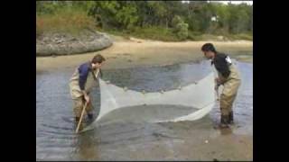 Seining  Salt Marsh Dynamics  Part 1 [upl. by Sasnett]