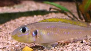 BEAUTIFUL TANGANYIKAN AFRICAN CICHLID quotXENOTILAPIA FLAVIPINNISquot [upl. by Jodoin]