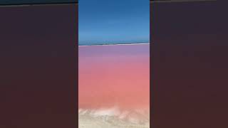 Las COLORADAS YUCATÁN 🦩🏖️ [upl. by Adrianna]