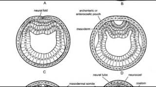 عملية تكوين الاعضاء Organogenesis of Amphioxus [upl. by Meehaf]