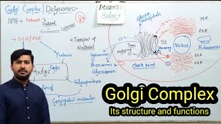 46 Golgi Complex golgi bodies  Golgi Apparatus  Dictyosomes  Fsc Biology class 11 [upl. by Aizirtap]