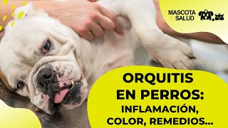 Orquitis en Perros Testículos inflamados  Mascota y Salud [upl. by Imit]