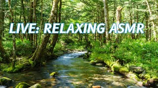 LIVE Creek Life ASMR No Talking [upl. by Lomasi]