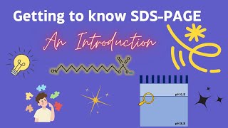 The Science Behind SDSPAGE Explained Simply [upl. by Aihsenyt]