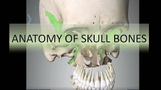 Anatomy of Skull bones  3D [upl. by Noraed]