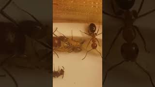 camponotus decipiens worker dies after helping eclose two of her sisters [upl. by Anjanette8]