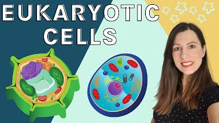 EUKARYOTIC CELLS A level Biology  Structure amp function of the organelles found in eukaryotic cells [upl. by Fortunio]