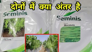 BayerseminisVegetablesIndia Beans Moraleda and Falguni verayti  फाल्गुनी और मोरालीडा [upl. by Cornew]