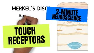 2Minute Neuroscience Touch Receptors [upl. by Hewe250]