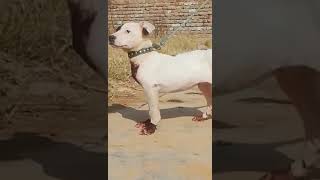 vlati gultair dog for sale please subscribe my chenal peshawardogcenter dog pitbull [upl. by Annotahs]