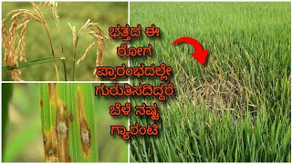 Paddy Blast disease  ಭತ್ತದ ಬೆಂಕಿ ರೋಗ ಸಂಪೂರ್ಣ ಮಾಹಿತಿ  Symptoms amp control measures [upl. by Zelten]