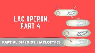 LAC OPERON PART 4 PARTIAL DIPLOIDS [upl. by Eycats851]