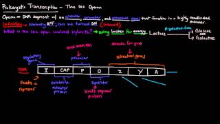 Prokaryotic Transcription Part 2 of 5  The lac Operon [upl. by Frum]