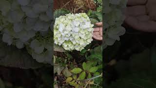 Hydrangea macrophylla Agnes Parvelli 💮🌸💮🌸ஹைட்ரேஞ்சா மேக்ரோஃபில்லா ஆக்னஸ் பார்வெல்லி💮🌸💮🌸 [upl. by Aicnelev466]