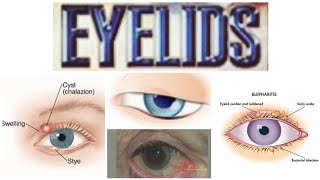 Eyelids 1 for MCQs AnatomyBloodNerveLymphatic supplyFunctions [upl. by Novat992]