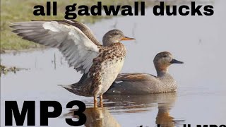 gadwall ducks best hunting video gadwall Call Suond [upl. by Pricilla]