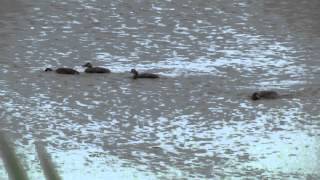 GREBE Huppé  Podiceps cristatus  Pêche et Apprentissage  BRUITX [upl. by Davin]