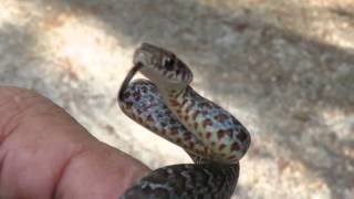 Young Buttermilk Racer Coluber constrictor anthicus Brightly Colored Very Blue [upl. by Job651]