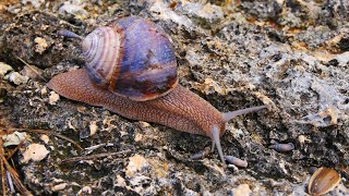 This Is a Snail’s World – part 3 [upl. by Lyrrehs927]