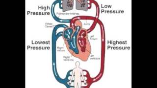 Open Vs Closed Circulatory Systems [upl. by Maer]