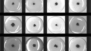 Experimental study of decanol droplets behavior in the presence of decanoate and salt [upl. by Elfrida]