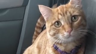 Street cat melts his way into truckers heart [upl. by Quin500]