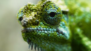 Chameleon Births Live Babies  Frozen Planet II  BBC Earth [upl. by Seedman]