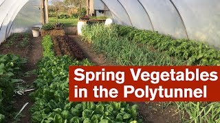 Spring Vegetables in the Polytunnel [upl. by Conlen479]