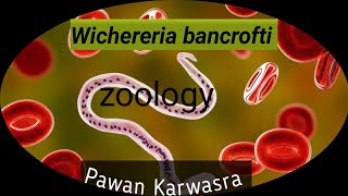 wichereria bancrofti economic zoology I complete Taxonomy I BSc I MSc I [upl. by Nodnnarb]