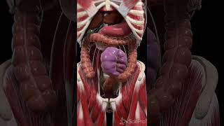 Unraveling Colonic Volvulus A Serious Gut Twist [upl. by Grieve872]