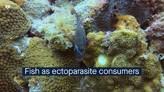 Are reef fishes as consumers of ectoparasites functionally redundant [upl. by Leann]