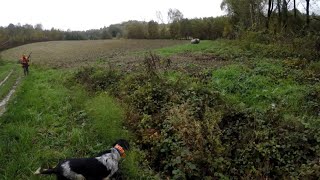 Caccia al fagiano nel Monferrato con setter inglese  Pheasant hunting in Monferrato Italy [upl. by Meador400]